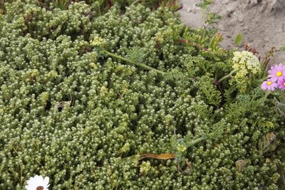 Dasispermum suffruticosum, photographed by Tony Rebelo