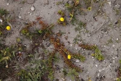 Mesembryanthemum canaliculatum, photographed by Tony Rebelo