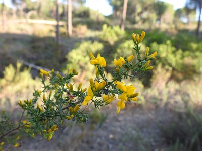Genista triacanthos, photographed by Duarte Frade