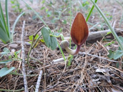 Aristolochia baetica, photographed by Duarte Frade
