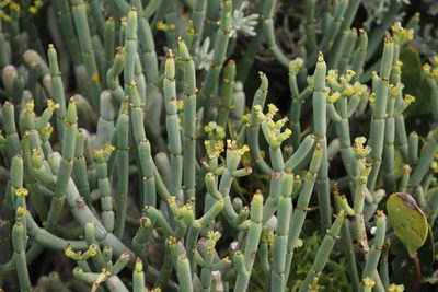 Euphorbia burmanni, photographed by Tony Rebelo
