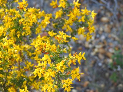 Genista triacanthos, photographed by Duarte Frade