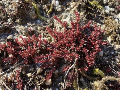 Pyxidanthera barbulata, photographed by Jason K.