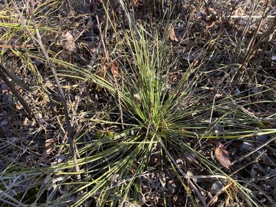 Xerophyllum asphodeloides, photographed by Jason K.