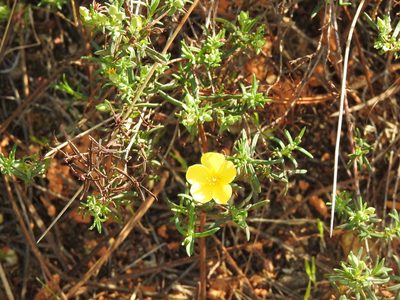 Cistus calycinus, photographed by Duarte Frade