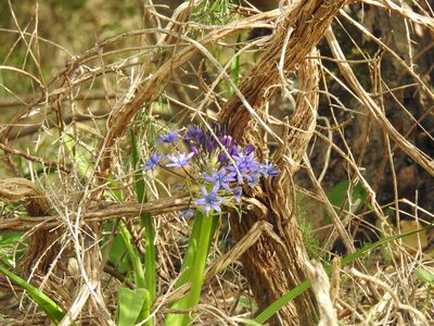 Scilla peruviana, photographed by Duarte Frade