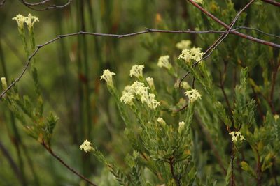 Gnidia oppositifolia, photographed by Tony Rebelo