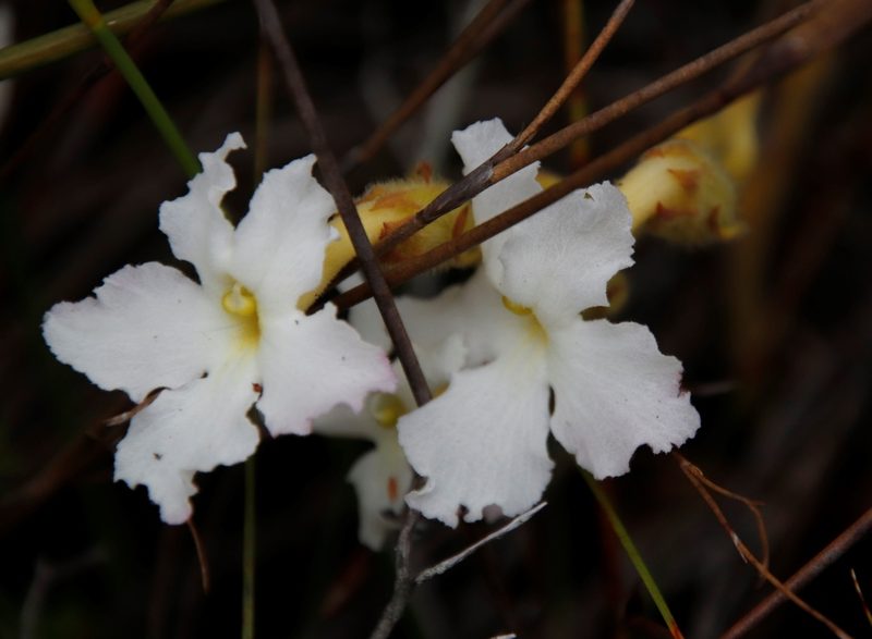Harveya capensis, photographed by Tony Rebelo
