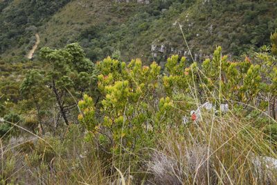 Leucadendron strobilinum, photographed by Tony Rebelo