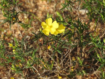 Cistus calycinus, photographed by Duarte Frade