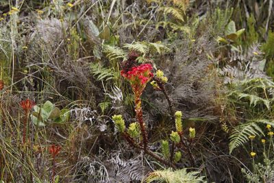 Crassula coccinea, photographed by Tony Rebelo