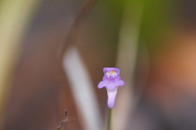 Utricularia amethystina, photographed by Guillaume Delaitre