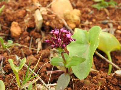Valeriana cornucopiae, photographed by Duarte Frade