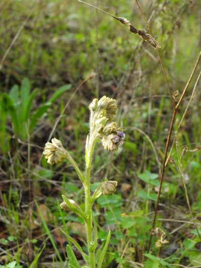 Cynoglossum clandestinum, photographed by Duarte Frade