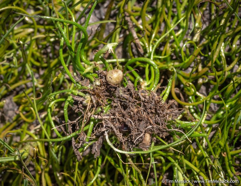 Pilularia americana, photographed by Tim Messick