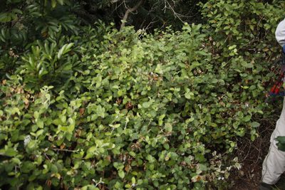 Cliffortia odorata, photographed by Tony Rebelo