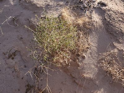 Encelia frutescens