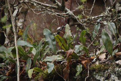 Pleopeltis macrocarpa, photographed by Tony Rebelo