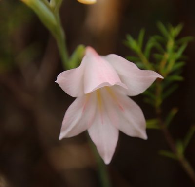Gladiolus monticola, photographed by Tony Rebelo