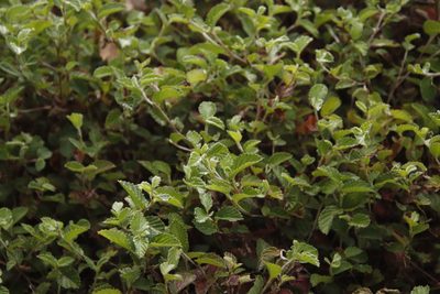 Cliffortia odorata, photographed by Tony Rebelo