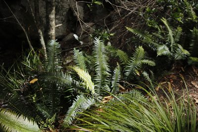 Blechnum punctulatum, photographed by Tony Rebelo