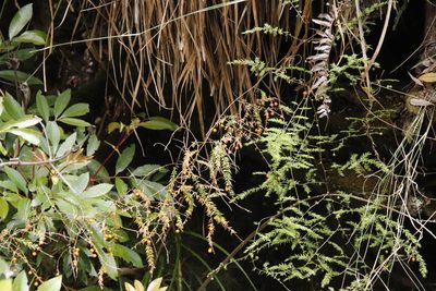 Asparagus scandens, photographed by Tony Rebelo