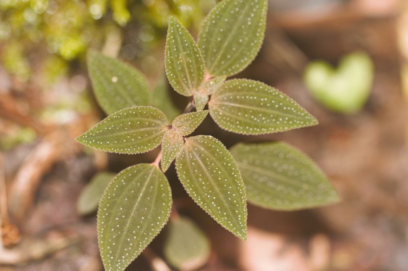 Macrocentrum cristatum, photographed by Guillaume Delaitre