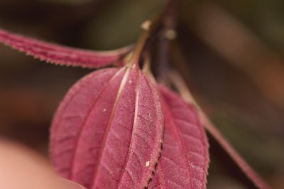 Macrocentrum cristatum, photographed by Guillaume Delaitre
