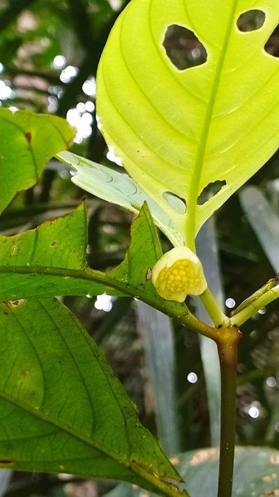 Palicourea dichotoma, photographed by Guillaume Delaitre