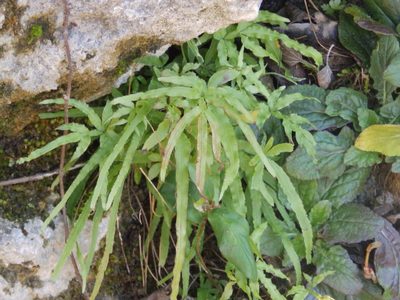 Pteris multifida, photographed by Andrew Conboy