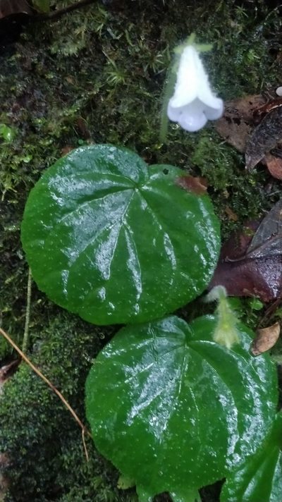 Lembocarpus amoenus, photographed by Guillaume Delaitre