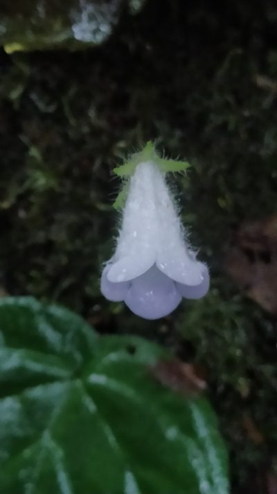 Lembocarpus amoenus, photographed by Guillaume Delaitre