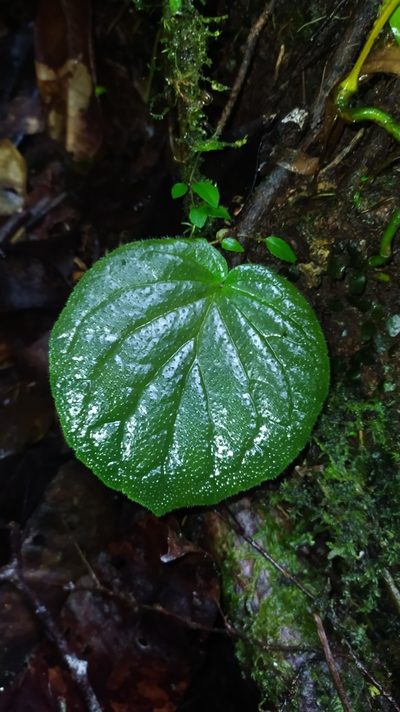 Lembocarpus amoenus, photographed by Guillaume Delaitre
