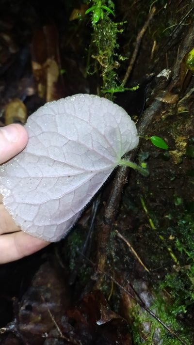 Lembocarpus amoenus, photographed by Guillaume Delaitre