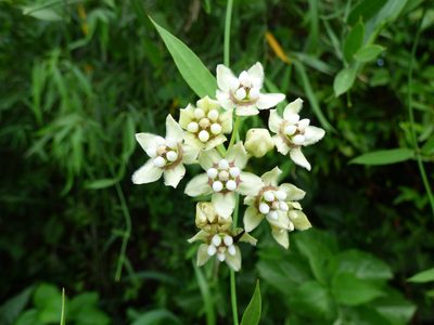 Funastrum clausum, photographed by María Zeta