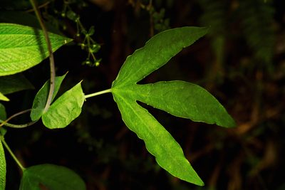 Passiflora trisulca, photographed by Daniel Mesa