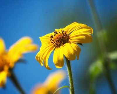 Tithonia tubaeformis, photographed by adel-fridus