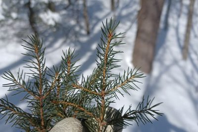 Picea mariana, photographed by Quinten Wiegersma