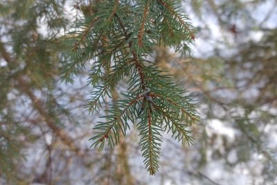 Picea mariana, photographed by Quinten Wiegersma