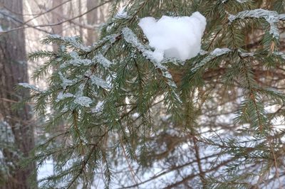 Picea mariana, photographed by Quinten Wiegersma
