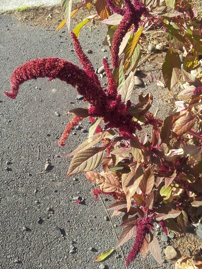 Amaranthus caudatus, photographed by Peter de Lange