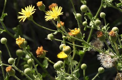 Heterotheca subaxillaris, photographed by Hugo Hulsberg