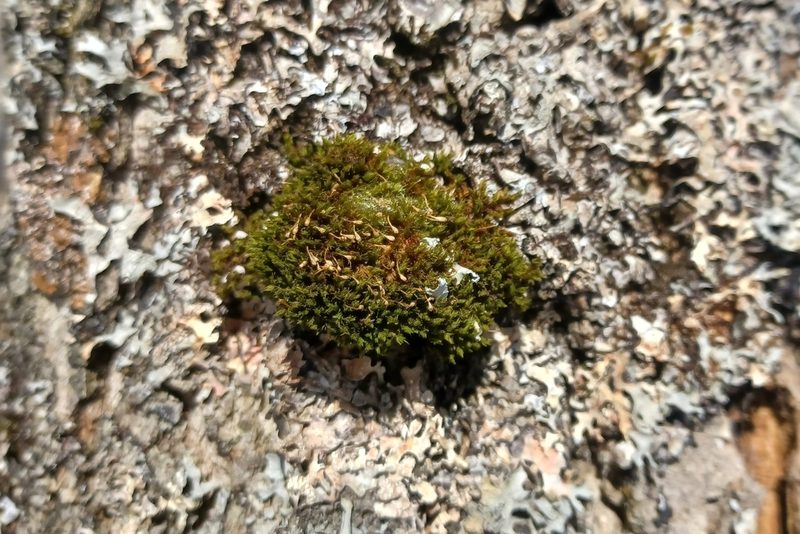 Ulota coarctata, photographed by Quinten Wiegersma