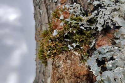 Ulota coarctata, photographed by Quinten Wiegersma