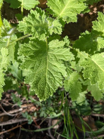 Phacelia rattanii, photographed by elonicera