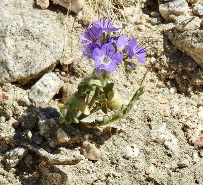 Phacelia crenulata, photographed by Diana