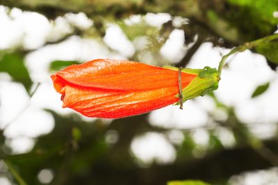 Malvaviscus penduliflorus, photographed by Daniel Mesa