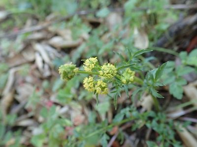 Sanicula bipinnata, photographed by joergmlpts