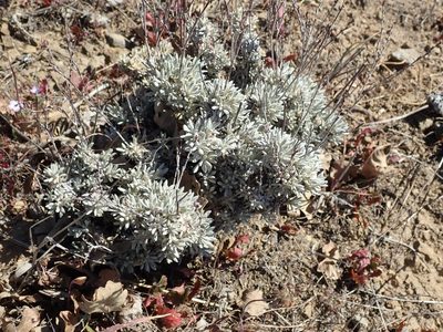Eriogonum wrightii, photographed by joergmlpts