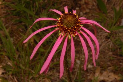 Echinacea simulata, photographed by Brian Finzel